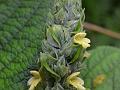 Spiked Horn-Flower